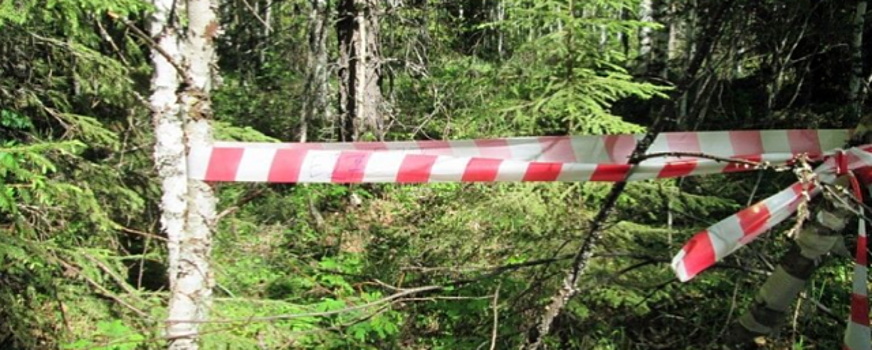 Под Екатеринбургом в лесу нашли тела молодых супругов, повешенных на дереве