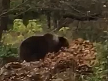 В Ржеве сняли, как медведь играл в осенних листьях