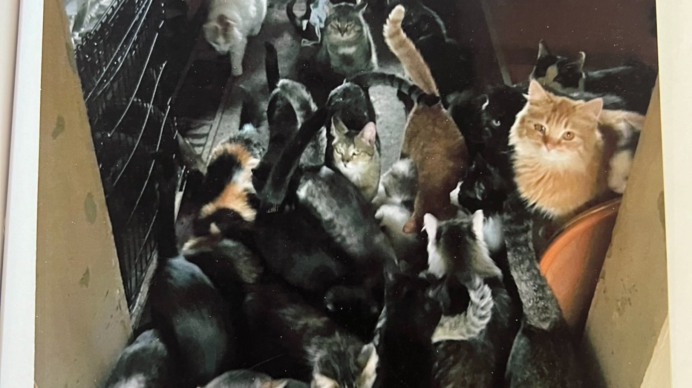 63 собаки и 190 кошек: пензячку через суд заставили избавиться от животных