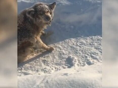 Житель Башкирии спас замерзшего пса