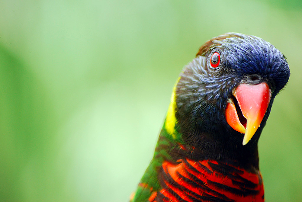 Парк Птиц «Джуронг», Сингапур, Азия