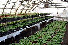 Посеяли 118 тыс. семян цветов: в Оренбурге возрождают тепличное хозяйство