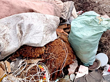 Ветеринарная служба Иркутской области выявила нарушения при утилизации биоотходов