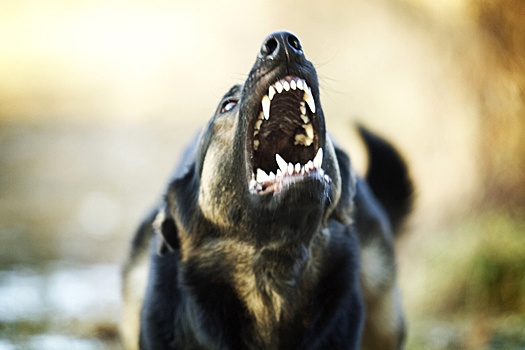 После нападения собак на девушку и ребенка в Воронеже возбудили дело