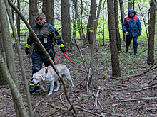 Завершились городские соревнования кинологических расчетов