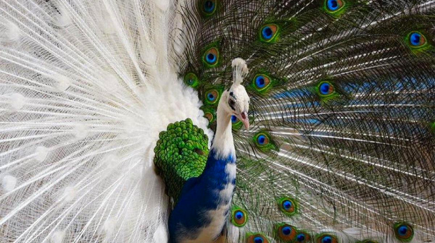 Ученые обнаружили, что перья павлина способны работать как лазер