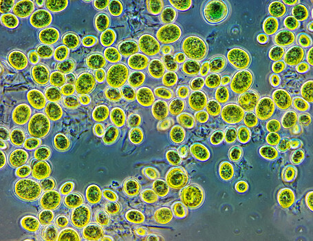 Микроводоросли помогут очистить воду и синтезировать биотопливо