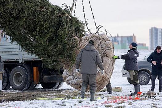 Где срубили главную новогоднюю ель Петербурга