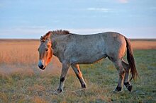 На Южном Урале выведут местную породу лошадей