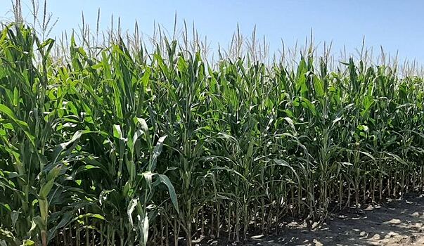 В Португалии площади под ГМО кукурузой превысили 2287 га в прошлом году