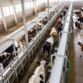 Красноярский край вновь стал одним из лидеров по производству молока