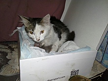 Залезла под капот: в Башкирии зоозащитница спасла и выхаживает кошку, покалеченную двигателем