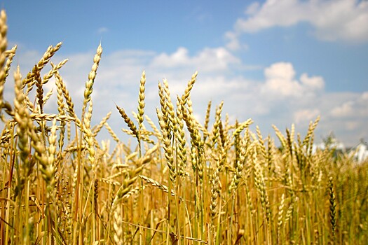 В августе экспорт российского зерна может составить 4-4,3 млн тонн