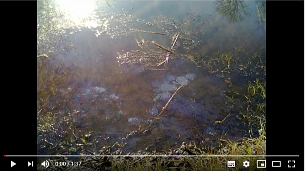 Жители Балашова нашли мазутные загрязнения в старом русле Хопра