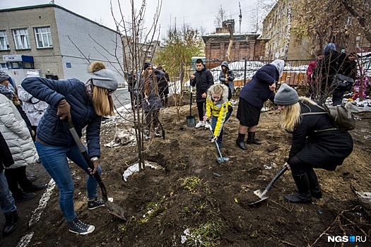 Снова зелено: новосибирцы скинулись и посадили новые деревья у лицея на Советской