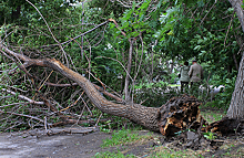 Шторм в Москве: восемь пострадавших, сорок поваленных деревьев и пробки
