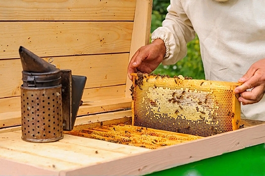 На Юге России в этом году соберут меньше мёда