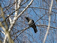 Елка - звезда Инстаграм, шарпей-нянька и кошка-сторож. Животные, которые нас удивили в 2019 году