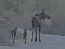 Лосиха с двумя детенышами прогулялась по Амурской области