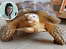 Челябинка выставила на продажу черепаху за ₽130 тысяч