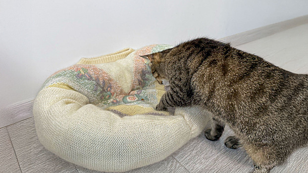 Инструкция: превращаем старый свитер в лежанку для кота