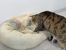 Инструкция: превращаем старый свитер в лежанку для кота