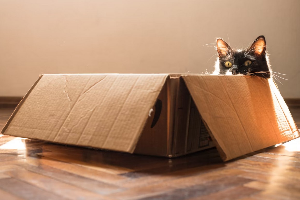 Почему кошки так любят коробки