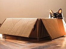 Почему кошки так любят коробки?