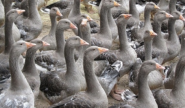 Французы останутся без фуа-гра