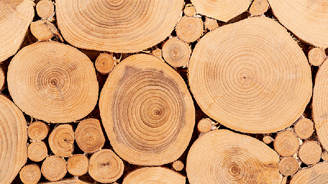 Амурчанин, вырубивший деревьев на 6,3 млн рублей, убеждал суд, что нашел древесину