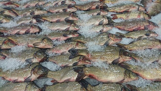 Подведены итоги рыбного фестиваля в Одинцово