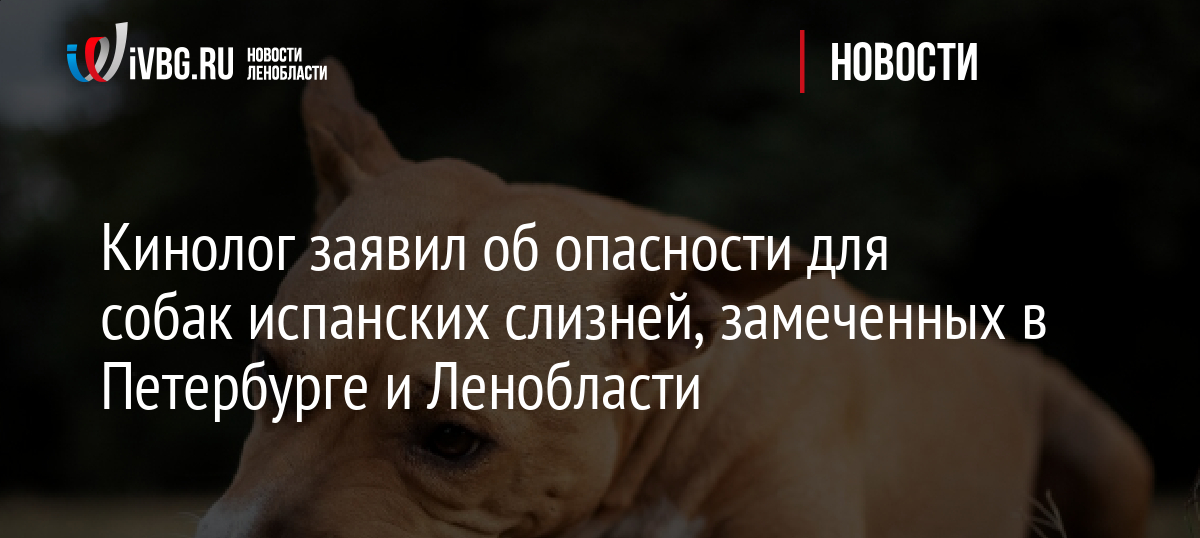 Кинолог заявил об опасности для собак испанских слизней, замеченных в Петербурге и Ленобласти