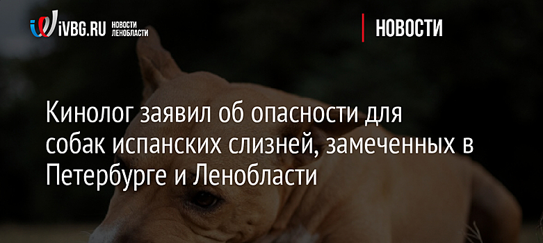 Кинолог заявил об опасности для собак испанских слизней, замеченных в Петербурге и Ленобласти