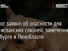 Кинолог заявил об опасности для собак испанских слизней, замеченных в Петербурге и Ленобласти