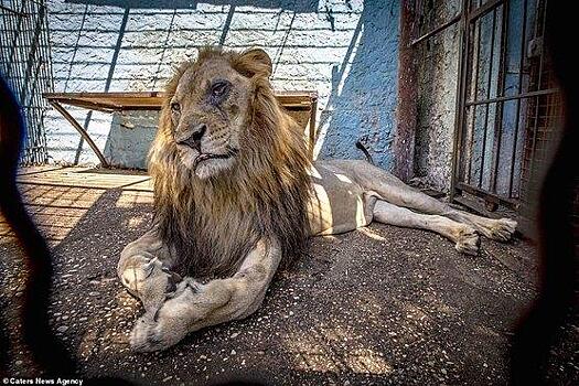 Активисты спасли животных из ужасного зоопарка в Албании