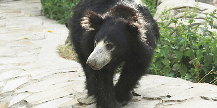 Дикого медведя поймали в парке аттракционов в США