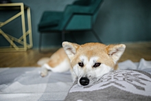 Гидроцефалия у собак — симптоматика и лечение