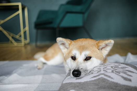 Гидроцефалия у собак — симптоматика и лечение