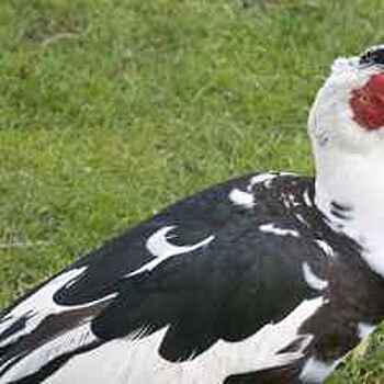 Поздравить мускусную утку с новосельем смогут гости ВДНХ на 1 мая