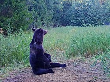С 1 августа в Нижегородской области открывается сезон охоты на медведя