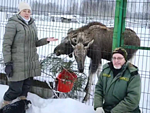 Нижегородцам рассказали, как сейчас себя чувствуют спасенные весной лосята