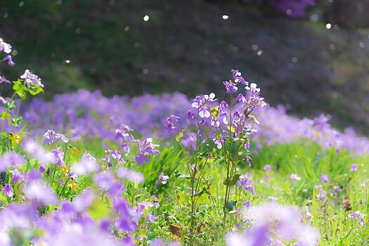 Дачникам назвали способ преобразить участок с минимальными затратами