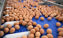 В Турции рассказали, сколько яиц готовы поставлять в Россию