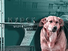 Увольнением не отделается: в Госдуме осудили курского чиновника, приказавшего убить бездомного щенка перед приездом губернатора