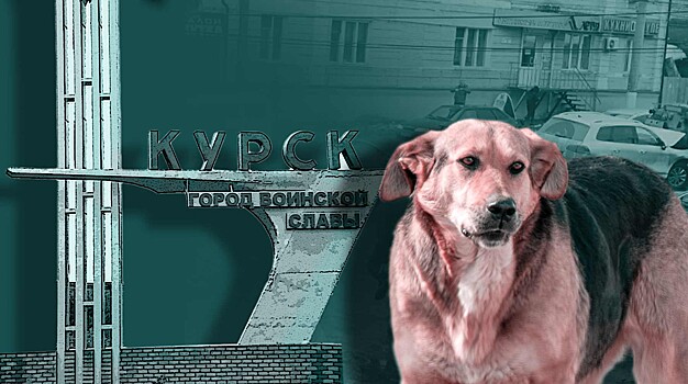 Увольнением не отделается: в Госдуме осудили курского чиновника, приказавшего убить бездомного щенка перед приездом губернатора