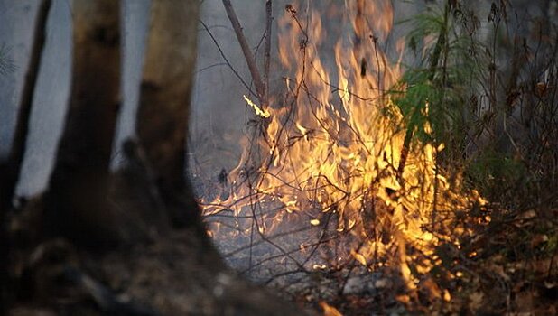 В Приангарье зафиксировали первый лесной пожар в этом году