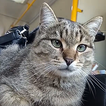 Бездомный кот стал кондуктором в харьковском автобусе