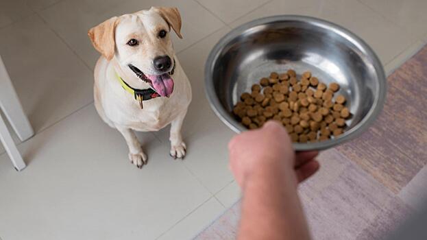 Ветеринар назвал продукты, которыми не стоит кормить собаку