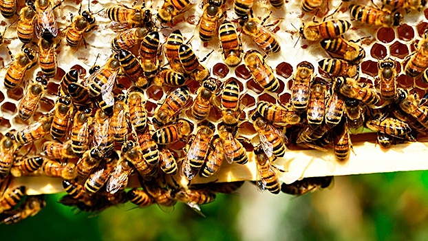 Немецкие ученые объявили о полном вымирании насекомых