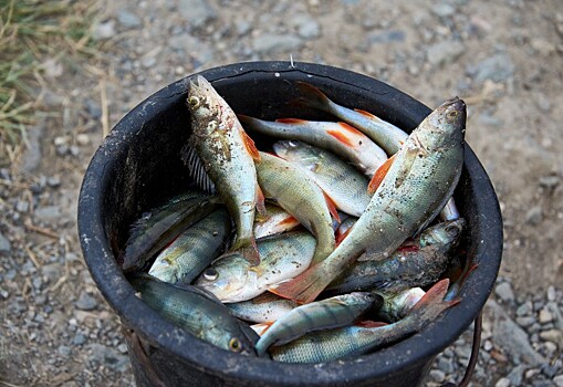 В Новосибирске заявили об угроза массовой гибели рыбы из-за экологической ситуации в Анапе
